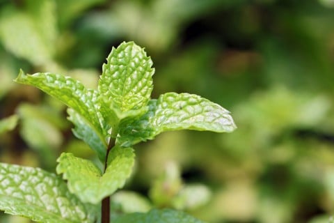 ミント 育て方とミントの種類、効果・効能などハーブのホームページ