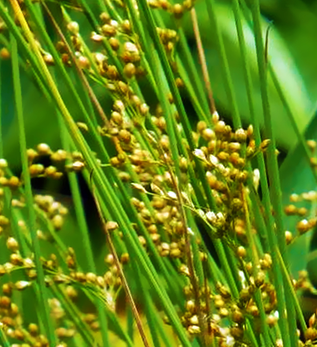 生け花用藺草「太藺」 : 畳のココロ