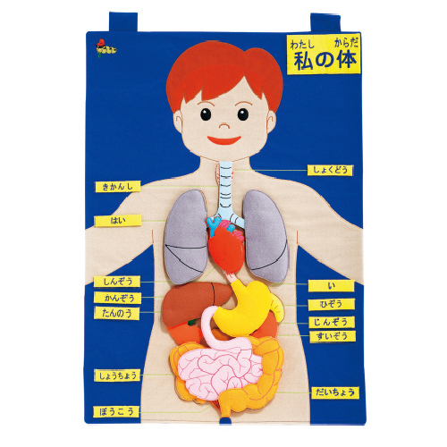 世界一ゆる～いイラスト解剖学 からだの動くしくみ高橋書店