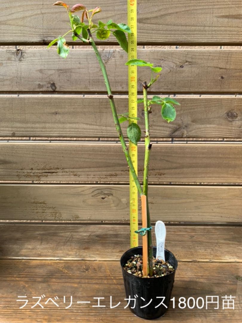 バラを増やす3つの方法と注意点をご紹介！「接ぎ木」「挿し木」「実生」それぞれの特徴は？バラと小さなガーデンづくり