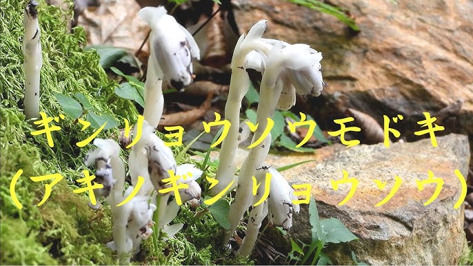 ギンリョウソウモドキ Monotrapa uniflora