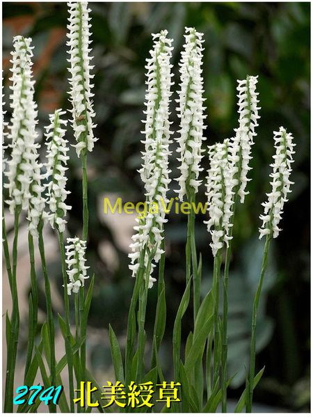 白腰草鷸- 維基百科，自由的百科全書