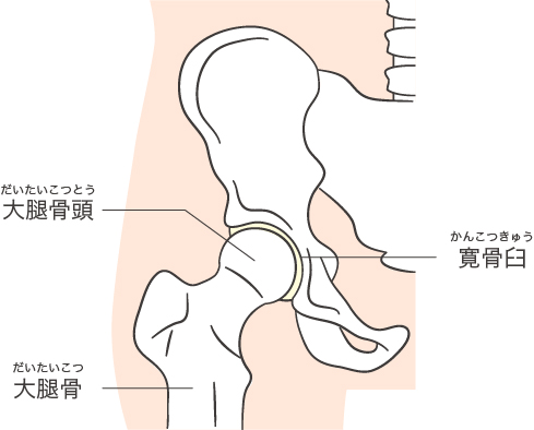 腰痛と股関節痛の関係杉並区の整体で根本改善「バランス・ラボ整骨院」杉並区南阿佐ヶ谷で医師・専門家が絶賛