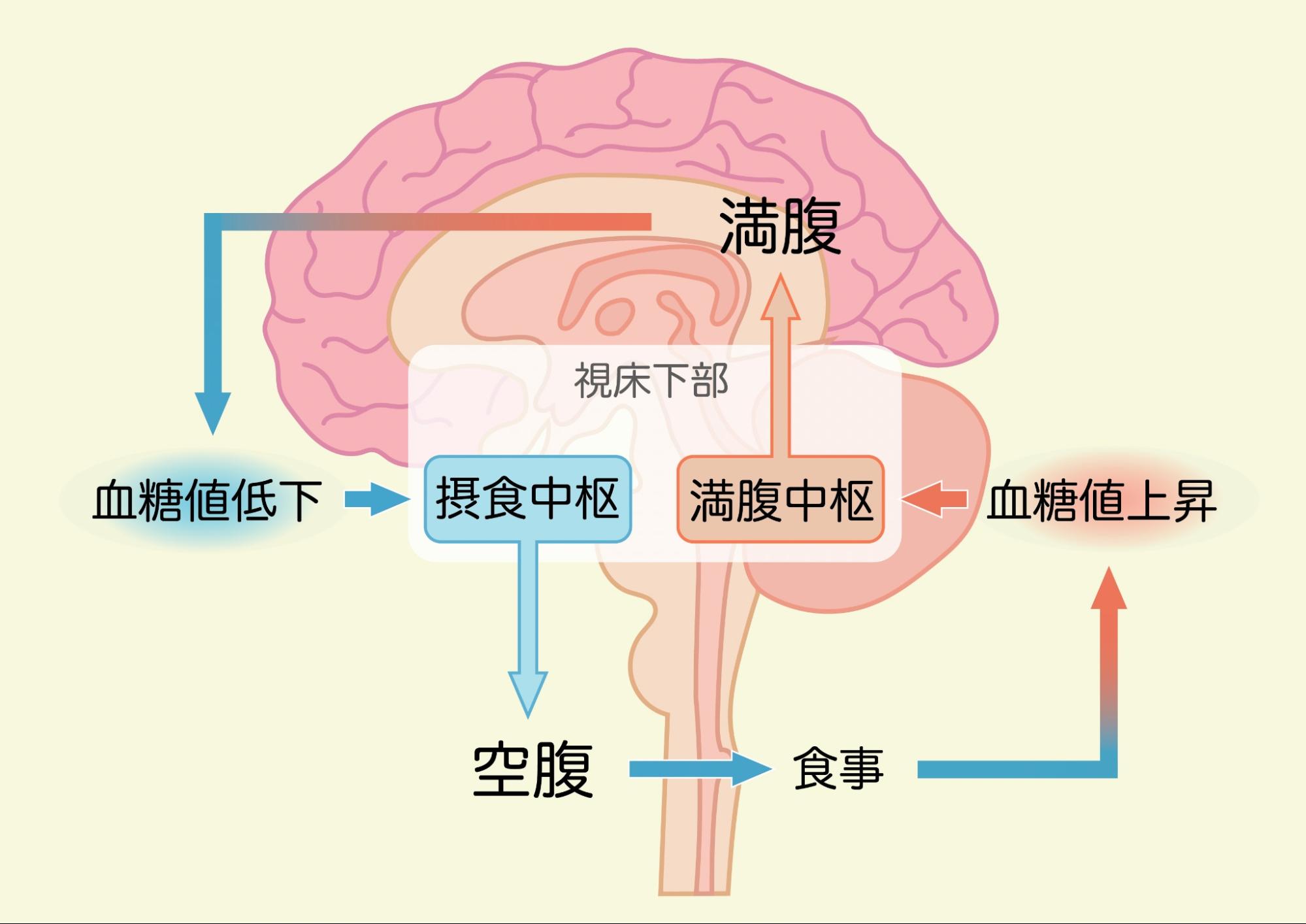 ニセの食欲”につながるストレスを溜めない ずぼらダイエットサライ.jp小学館の雑誌『サライ』公式サイト