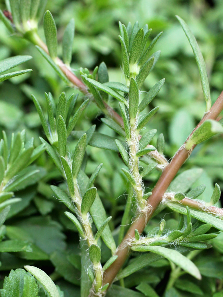 ヒメマツバボタン物臭狸の『雑草日記』
