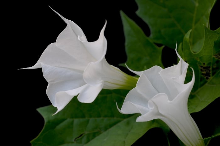 5月の道端の猛毒植物」お子様注意！失明の恐れ？幻覚、命に関わる？「キダチチョウセンアサガオ」って？園芸のアイデア暮らしニスタ