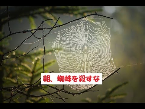 蜘蛛を殺してしまった ：キッズなんでも相談コーナー：ニフティキッズ