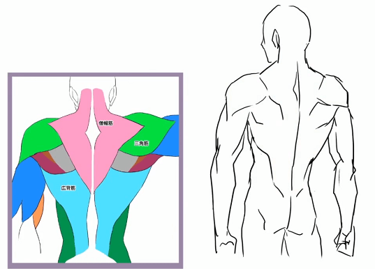 背中の筋肉を徹底解剖！背筋を鍛える効果的な筋トレメニューをご紹介REAL WORKOUT