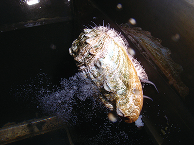 さかな女子 父の日メニュー！豪華にアワビ料理をしようと思ったら、かなり大きいアワビがやってきました。クラハシ公式 - YouTube