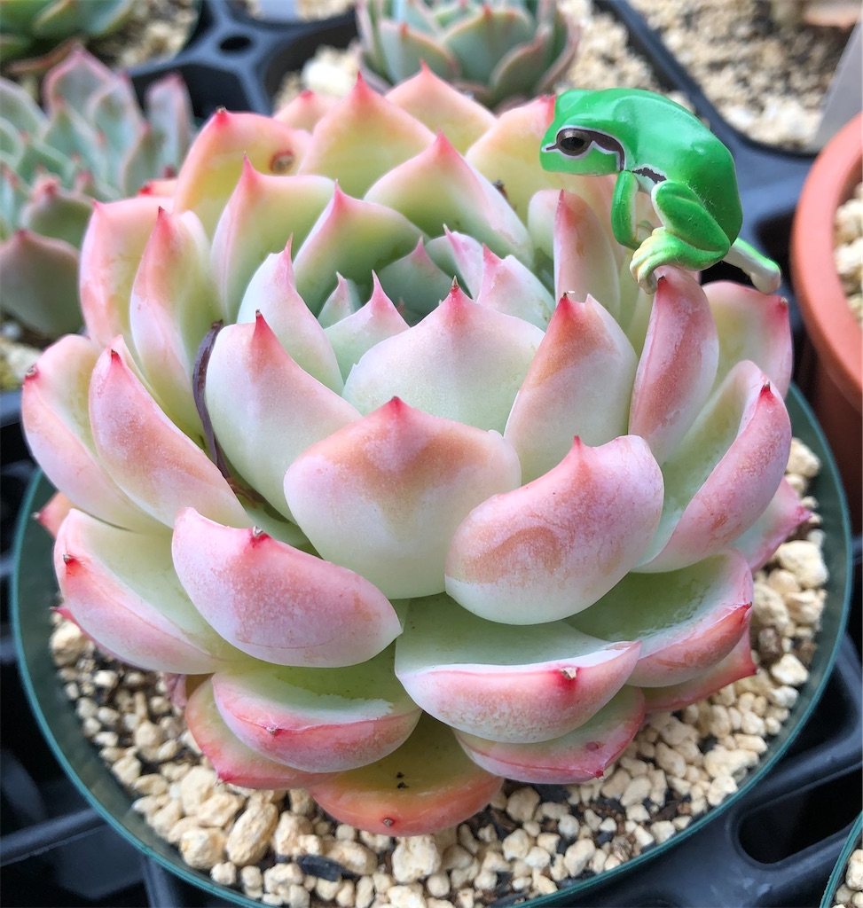 人気の多肉植物の種類7選！＜簡単な育て方付き＞LOVEGREEN ラブグリーン