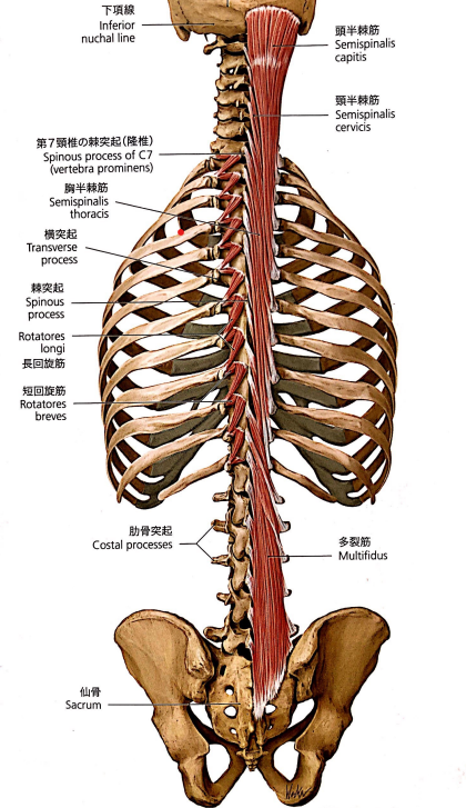 Visual Anatomy 視覚解剖学