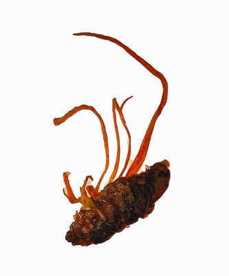 森の達人に学ぼうHondaWoods 元気な森を次世代のために、地域のために