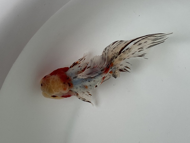 転覆病の新たな治療＆予防金魚部