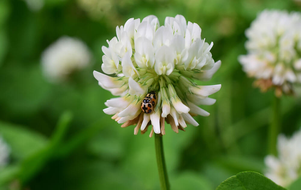 夢占い ゴキブリの夢の意味状況別にスピリチュアル的な暗示を診断！スマート夢占い - Part 2