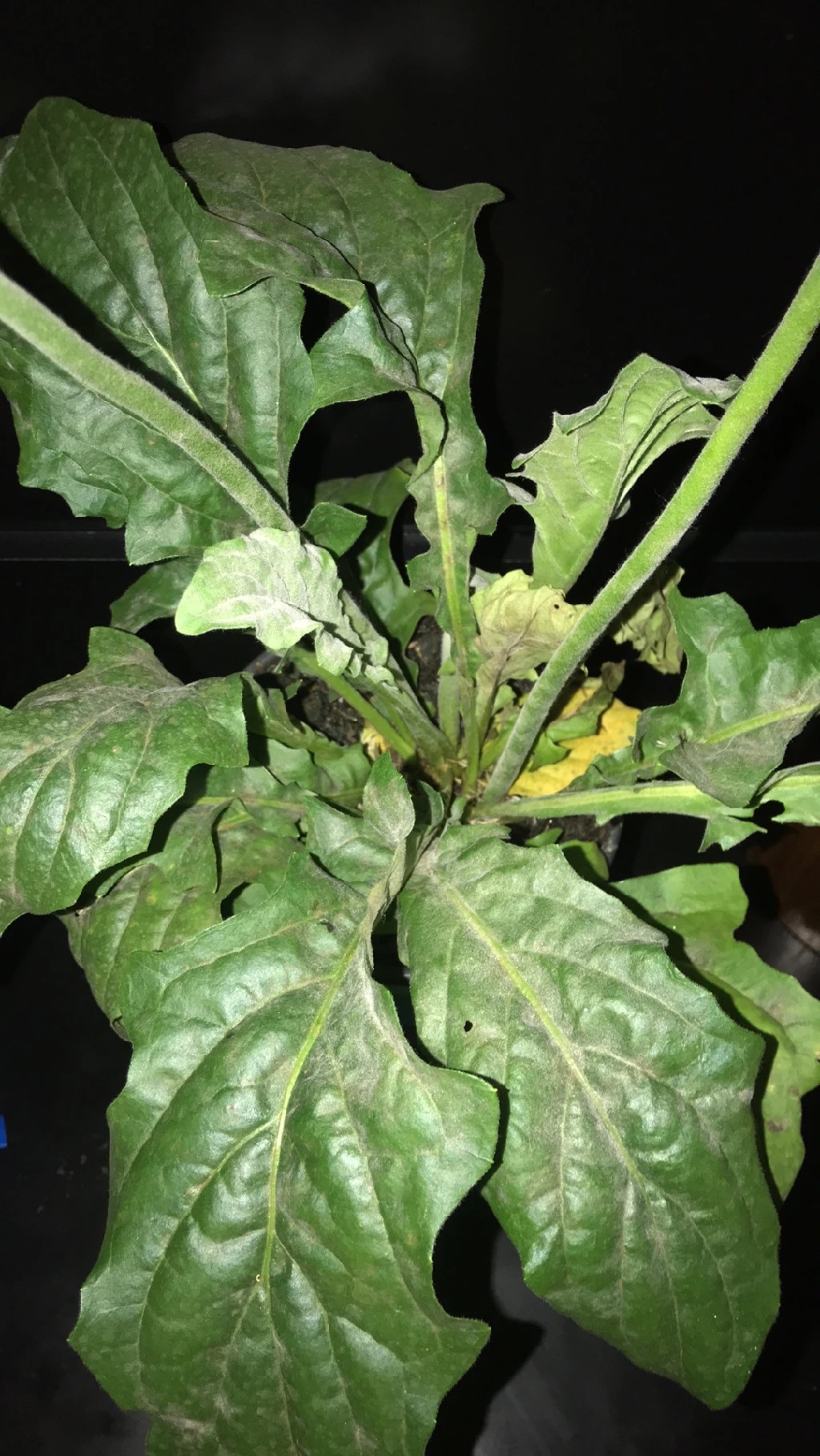 ガーベラの葉っぱに妙な白い跡。何が原因か、何か提案はありますか？ : r plantclinic