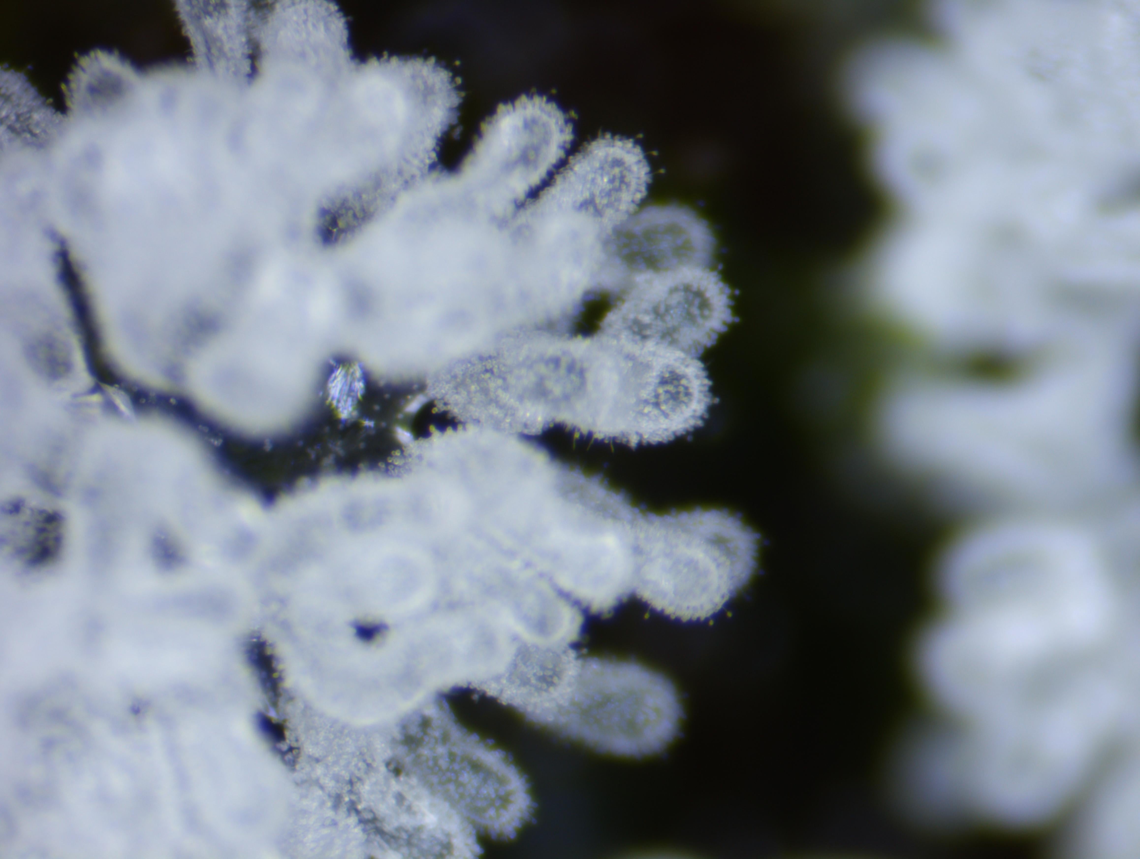 タマツノホコリ Ceratiomyxa fruticulosa var. porioides ツノホコリ科 Ceratiomyxaceae ツノホコリ属三河の植物観察野草