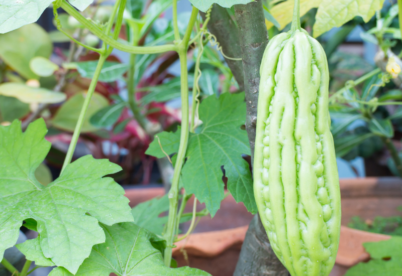 ゴーヤ茶に便秘解消効果！副作用はある？管理人実践 本当に効いた便秘茶おすすめランキング！便秘茶びより