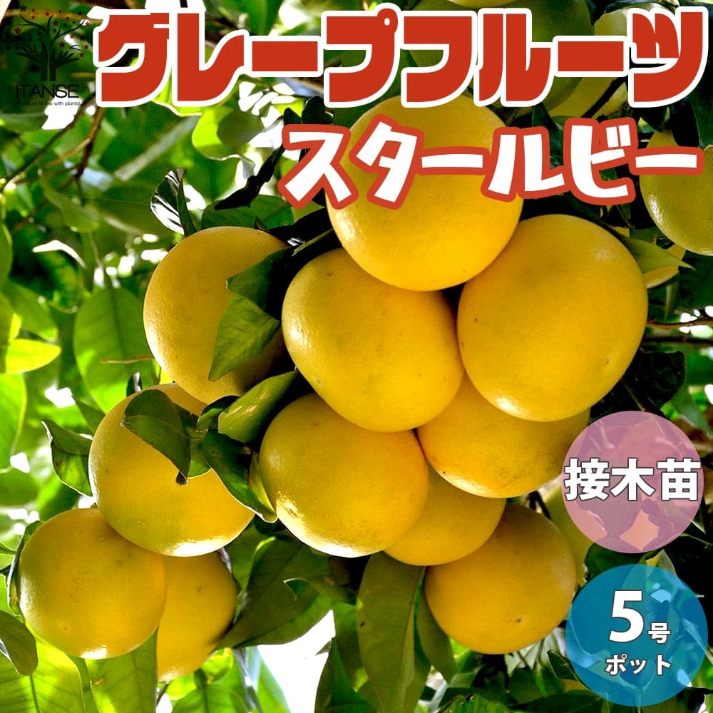 グレープフルーツの育て方種まきや収穫の時期は？剪定は必要？🍀GreenSnap グリーンスナップ