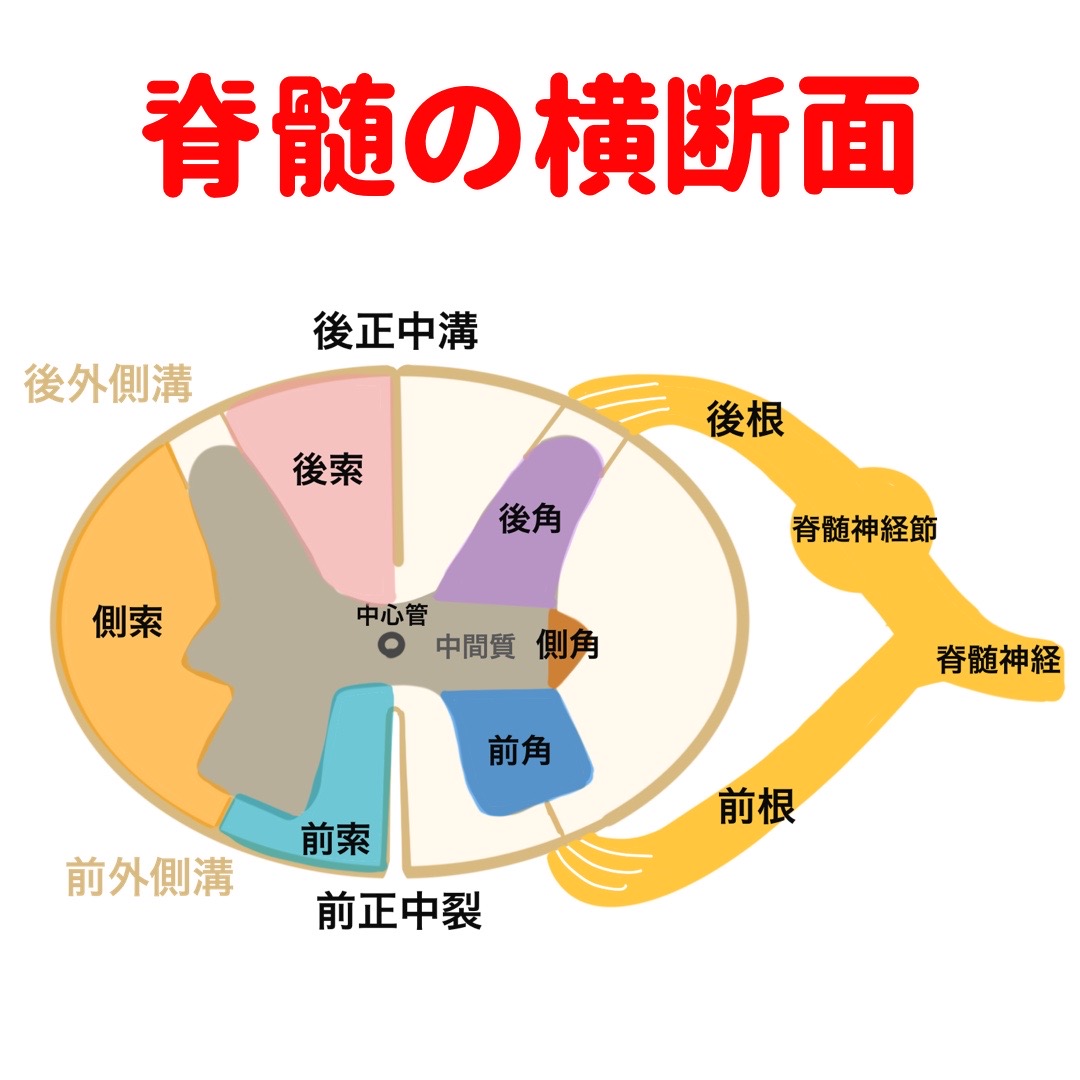 上部脊髄の断面図のヴィンテージのイラスト ベクター, 脊椎, 刻まれた, 黒イラスト画像、PNGフリー 素材の、ロイヤリティフリ