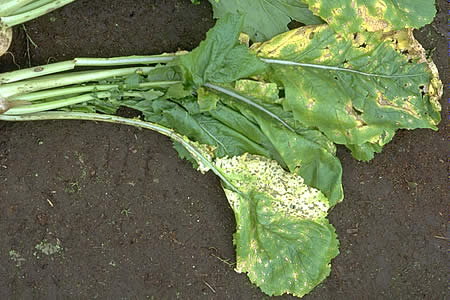 ダイコンモザイク病農業害虫や病害の防除・農薬情報病害虫・雑草の情報基地全国農村教育協会