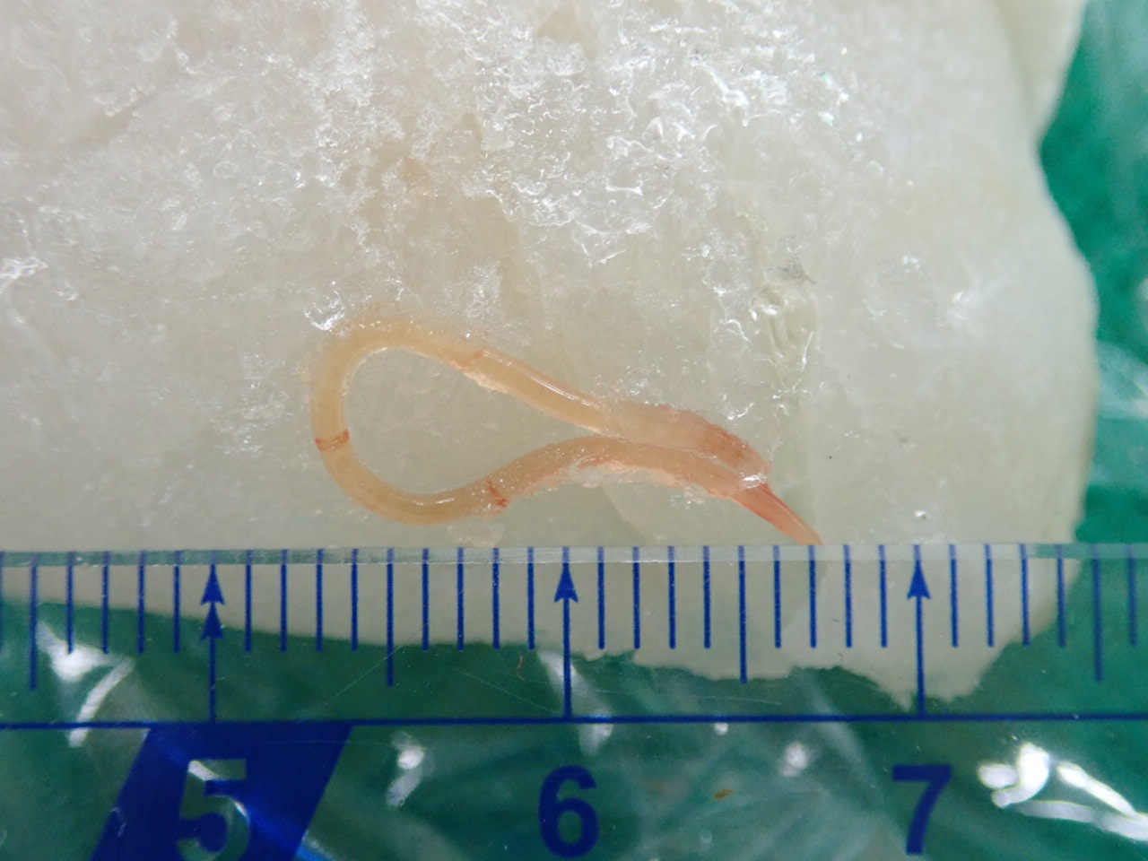 水産物の寄生虫無害の寄生虫も含む食中毒を考える魚食普及推進センター 一般社団法人 大日本水産会