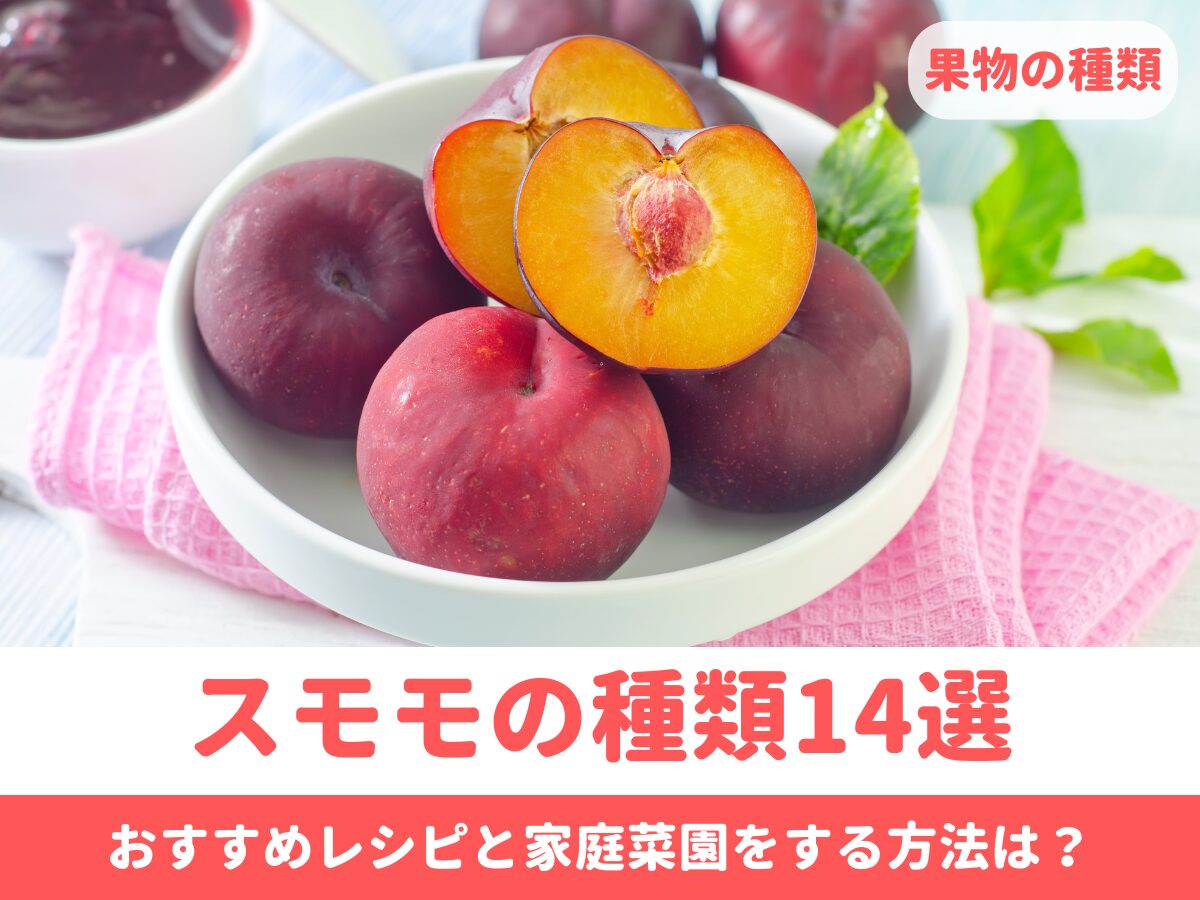 プラム スモモ の木の魅力と育て方