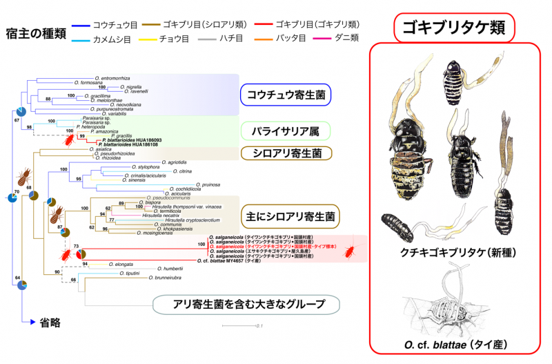 恐怖！人間冬虫夏草！遊行剣禅＠一週間全文無料