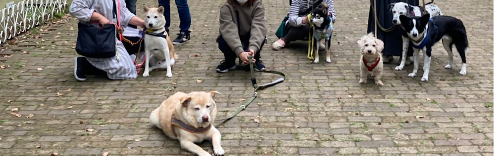マナーが悪い！と感じる飼い主の行動ランキング！わんちゃんホンポ