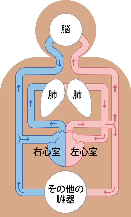 中2生物 心臓・血液の循環中学理科 ポイントまとめと整理