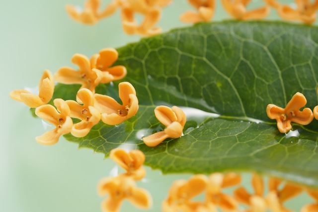 気高い人の心理や特徴とは？ 気高い人になるコツも紹介「マイナビウーマン」