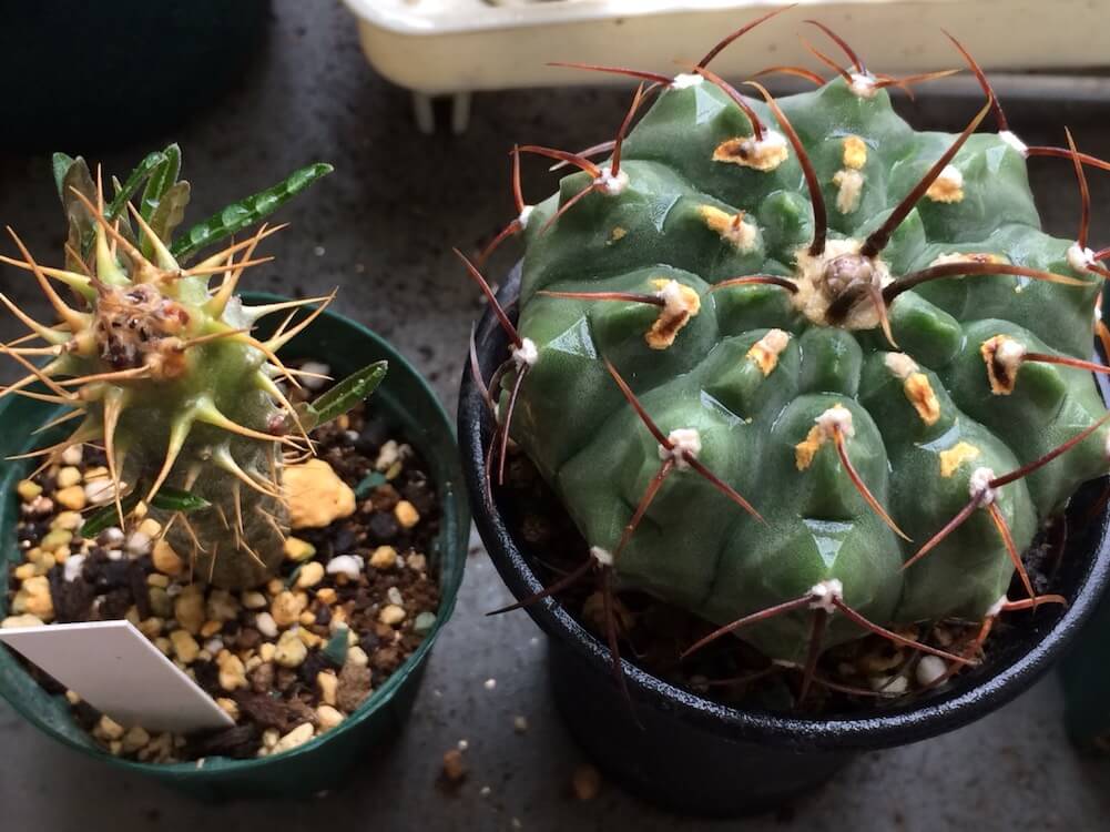 多肉植物の葉にブツブツができる原因は？福井の多肉Garden+Flower *Grow