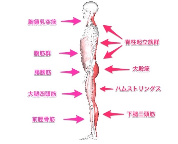 タイプ別 骨盤の前傾・後傾を改善する7秒逆ストレッチ