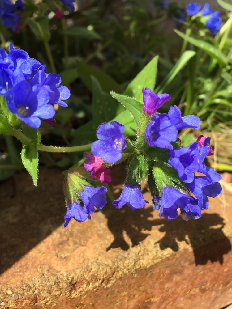 プルモナリア🍀GreenSnap グリーンスナップ