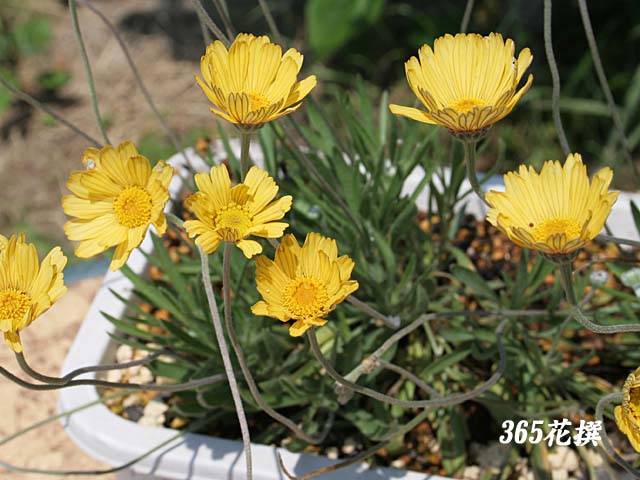 ヒメノキシス『イエローファンタジー』3寸ポット 1苗 - 花工房 Fluluminne byGMOペパボ国内最大級のハンドメイド・手作り通販サイト