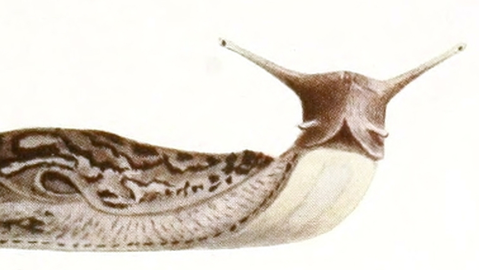 マダラコウラナメクジ萌萌虫雑記帳