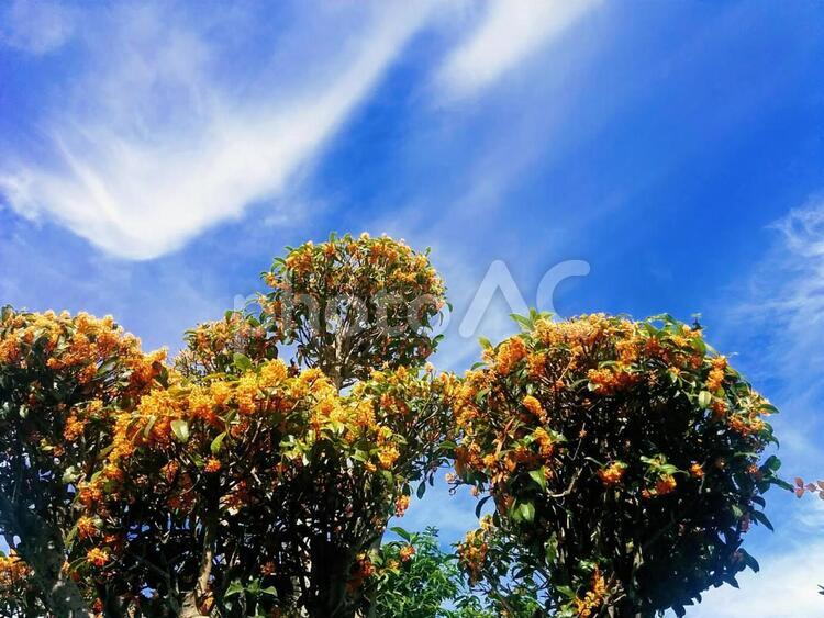 お値下げ中 中国古玩 木彫 中国明時代 珍品面 気高い人の顔面 お