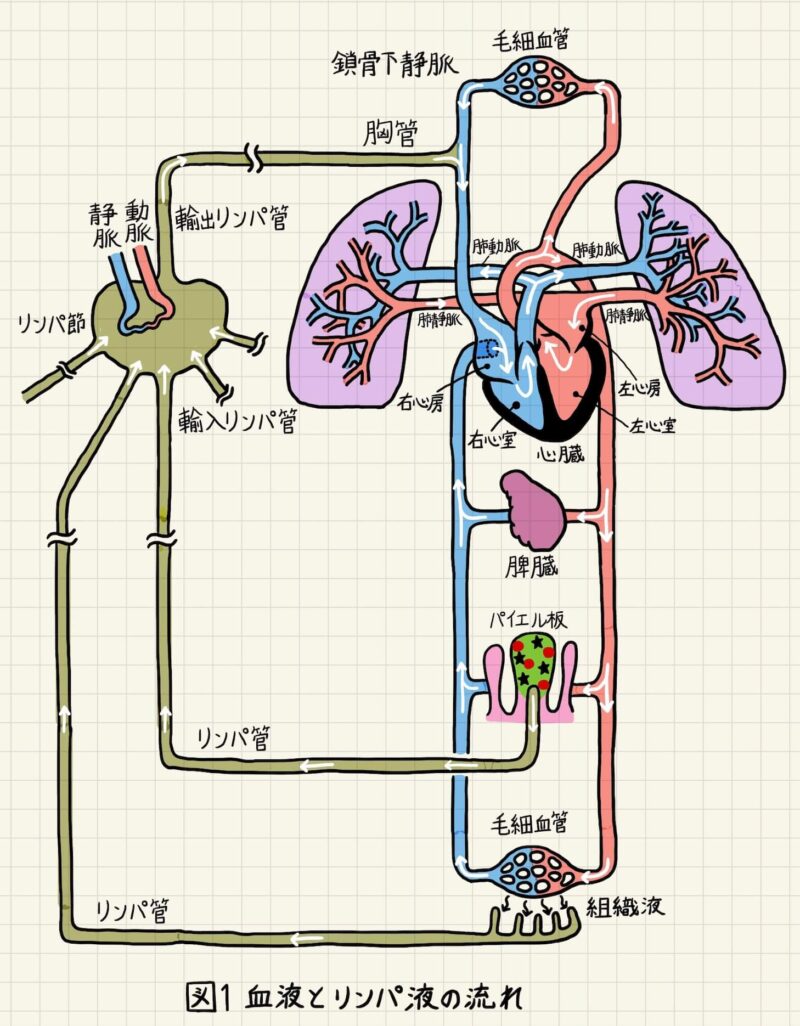 体循環と肺循環についておさらいしよう！ナース専科