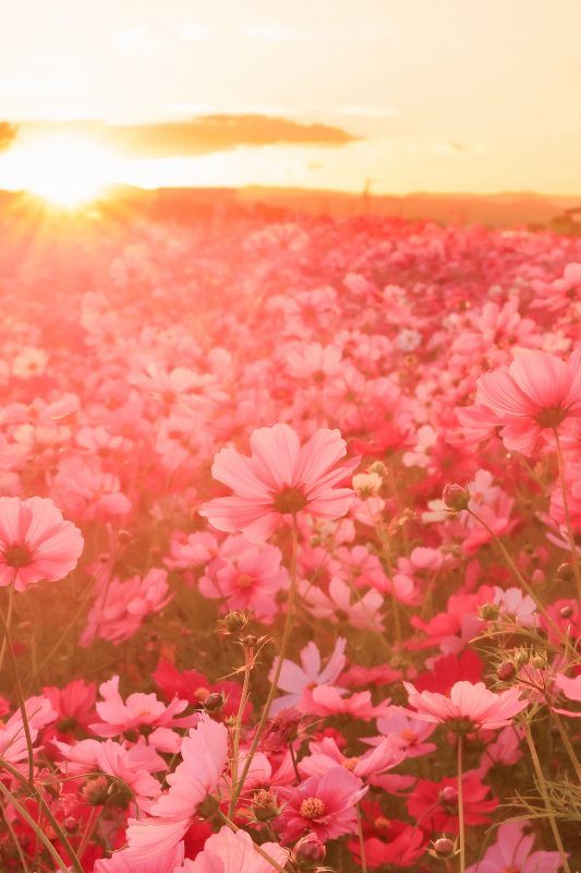 2025年10月最新 運気爆上がり！開運待ち受け50選✨金運・幸運・恋愛運に効果ありの壁紙を無料ダウンロード