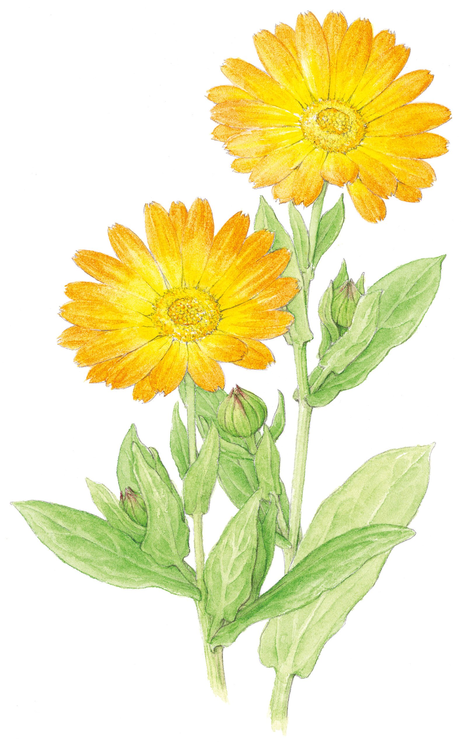 カレンデュラの研究情報 – 日本メディカルハーブ協会