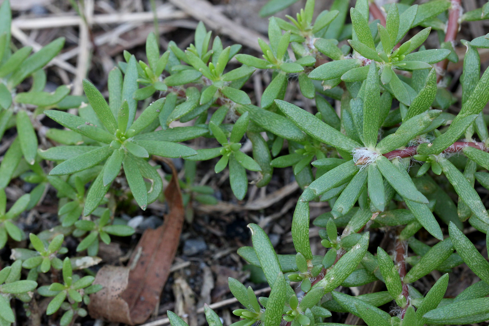 ヒメマツバボタン - 植物図鑑 - エバーグリーン