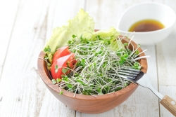 なぜ白菜が苦い？原因と対策を完全解説：美味しく食べるためのポイント : Effective's Blog