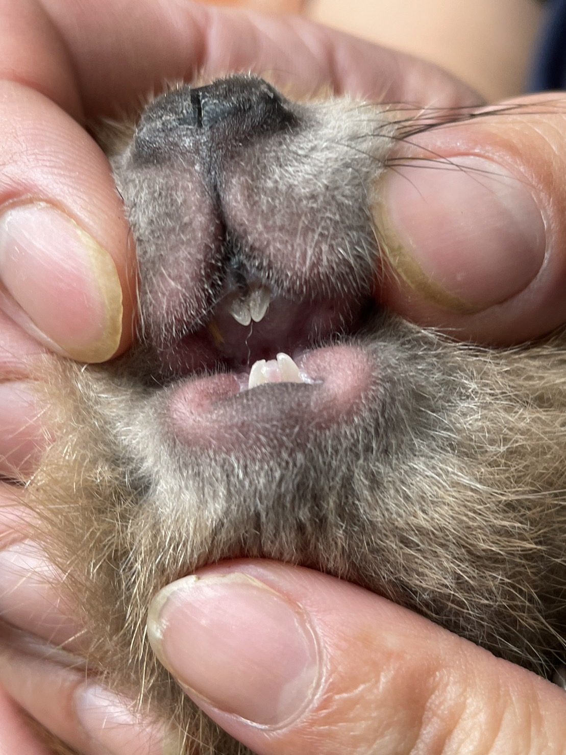 ビーバーちゃんてあだ名なんです - 梅田北新地の歯医者かわさと歯科・矯正歯科 歯周病・セラミック