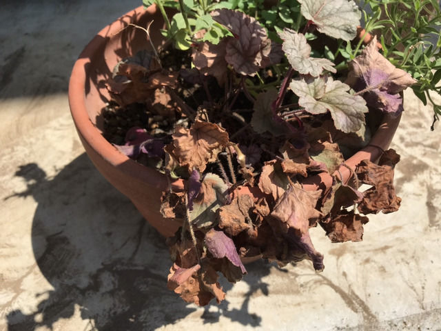 自宅のヒューケラについて今年の夏、ヒューケラが葉やけしてしまいました。- Yahoo!知恵袋