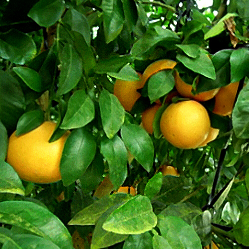 グレープフルーツの苗 スタールビー 果樹の苗木 15cmポット 1～2年生 接木苗 1個売り植物のＩＴＡＮＳＥ 全品送料無料・即出荷