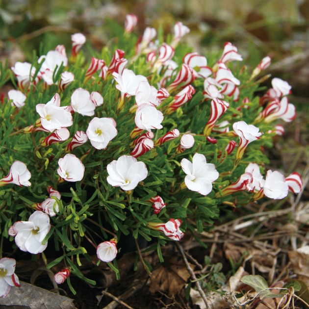 ヒメノキシス イエローファンタジ