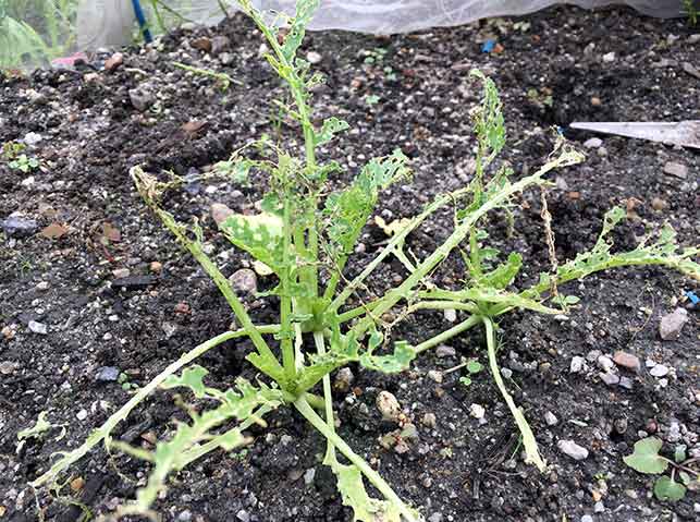 大根病害レポート栽培ポイント・病害虫対策渡辺農事株式会社野菜種子の生産と販売、農業資材および園芸資材の販売