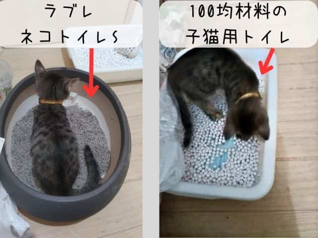 簡易トイレの作り方◇100均グッズとペットシートで作る、災害用の簡易トイレ 吸水実験ありこれからの時代を楽しく生きるために必要なこと！「生命の樹」をヒントに、「意識」と「言葉」と「食」を変えて、直感で生きる☆