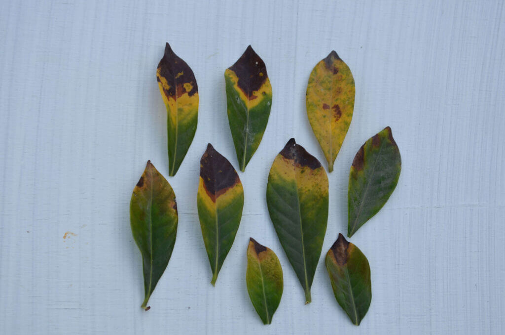 ゴールデンポトスの葉が茶色くなるのと、もう一つの植物の葉が黄色くなって枯れていくのについて、何か助けや提案はありますか？ : r houseplants