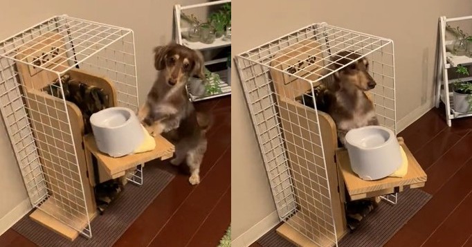 ごはんの時間！」勢いよく位置につく犬さんの動画になぜ？→ペットの病気『巨大食道症』のための家具だった - Togetter