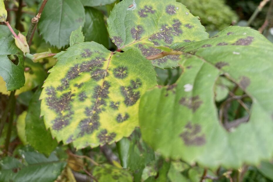 トマトの病気一覧 葉っぱの白い斑点はなに？症状を画像付きで紹介